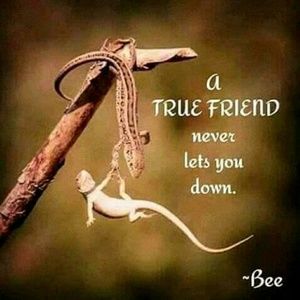 Meet your Posher, Lex